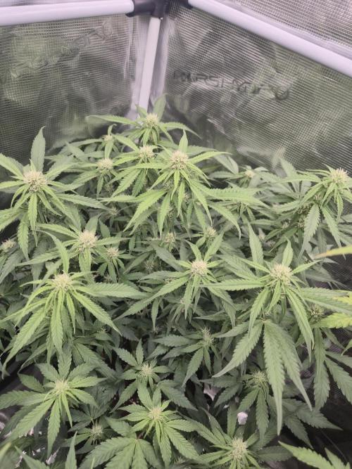 Kings Juice x Kings Kush - GreenHouse Co. Week 7