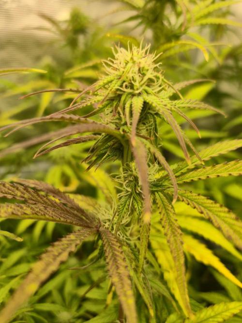Kings Juice x Kings Kush - GreenHouse Co. Week 7