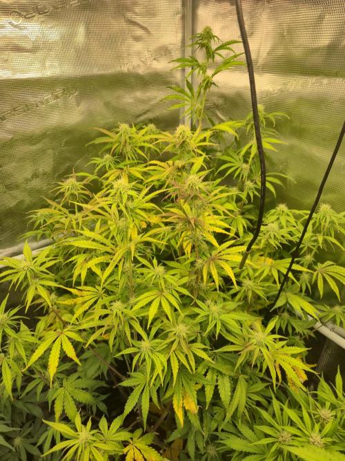 Kings Juice x Kings Kush - GreenHouse Co. Week 7