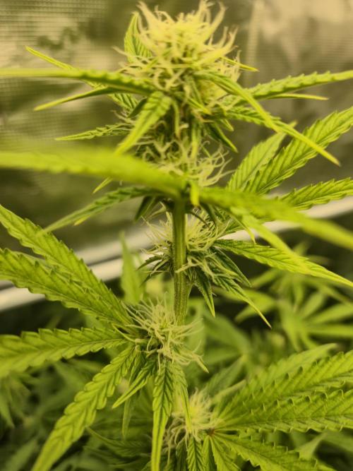 Kings Juice x Kings Kush - GreenHouse Co. Week 7