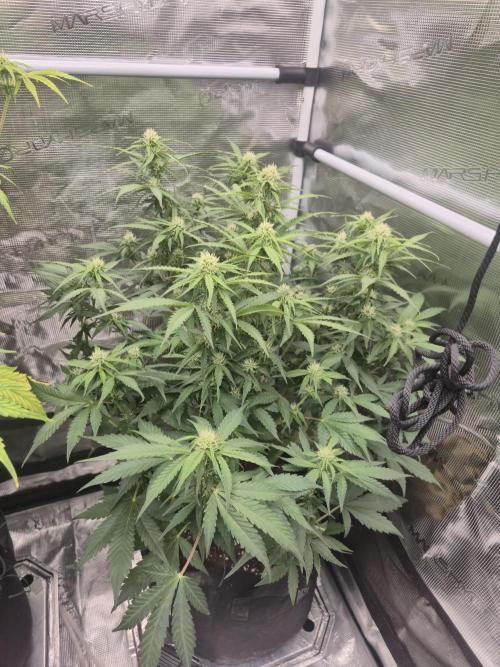 Kings Juice x Kings Kush - GreenHouse Co. Week 7