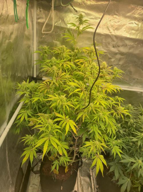 Kings Juice x Kings Kush - GreenHouse Co. Week 7
