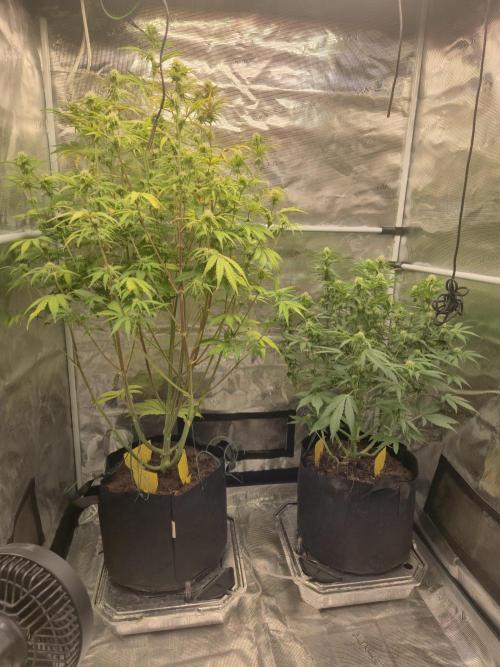 Kings Juice x Kings Kush - GreenHouse Co. Week 7