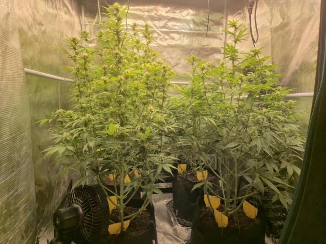 Kings Juice x Kings Kush - GreenHouse Co. Week 7
