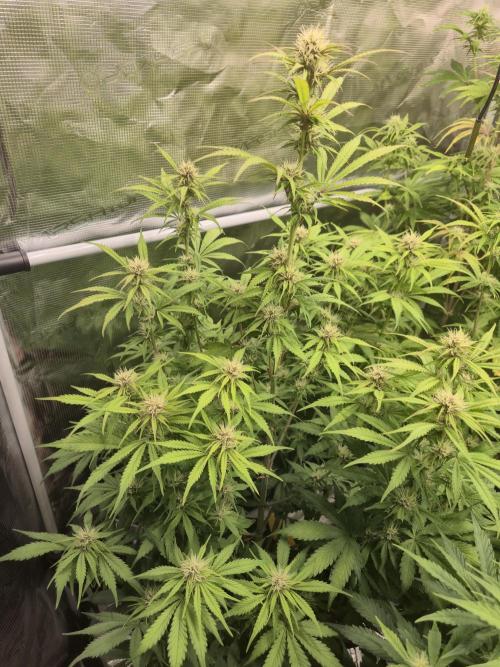 Kings Juice x Kings Kush - GreenHouse Co. Week 7