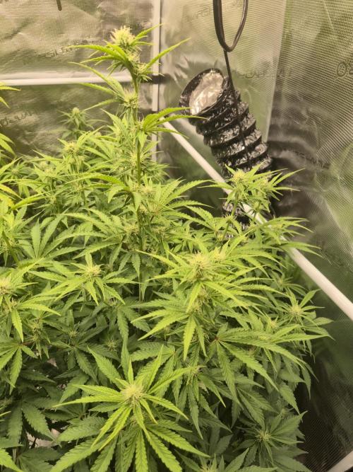 Kings Juice x Kings Kush - GreenHouse Co. Week 7