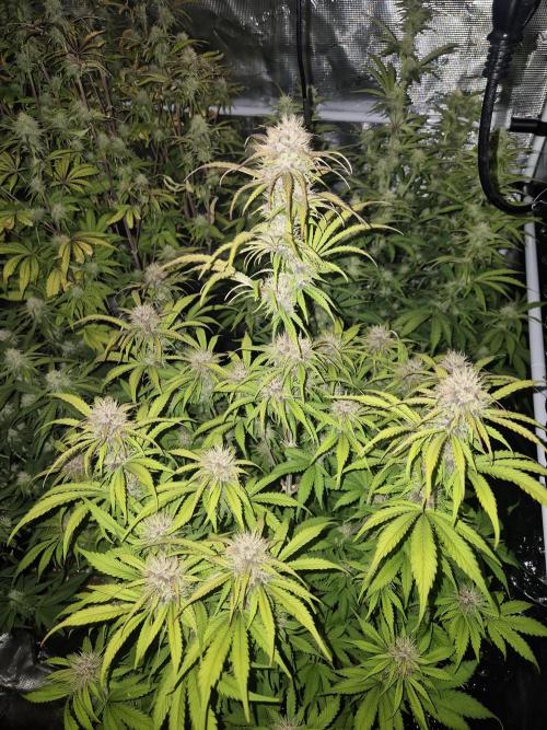 Kings Juice x Kings Kush - GreenHouse Co. Week 8