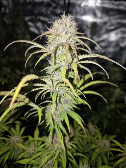 Kings Juice x Kings Kush - GreenHouse Co. Week 8