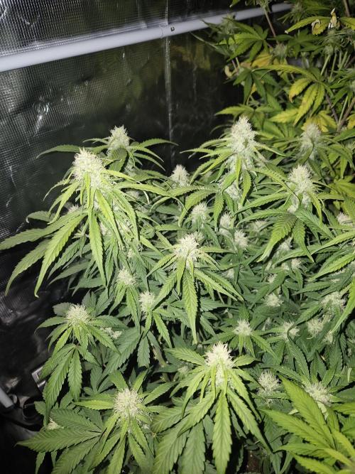 Kings Juice x Kings Kush - GreenHouse Co. Week 8