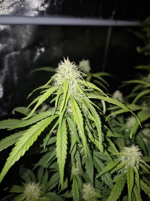 Kings Juice x Kings Kush - GreenHouse Co. Week 8