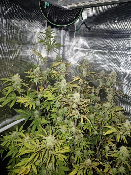 Kings Juice x Kings Kush - GreenHouse Co. Week 8