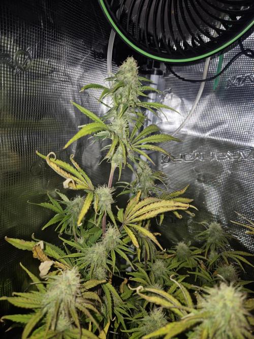 Kings Juice x Kings Kush - GreenHouse Co. Week 8