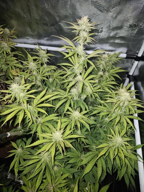 Kings Juice x Kings Kush - GreenHouse Co. Week 8