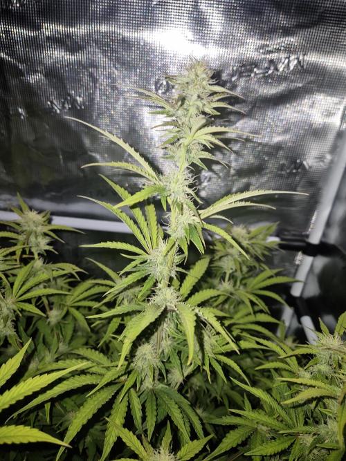 Kings Juice x Kings Kush - GreenHouse Co. Week 8
