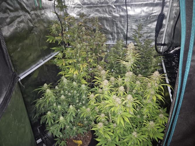 Kings Juice x Kings Kush - GreenHouse Co. Week 8