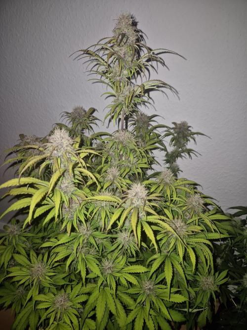 Kings Juice x Kings Kush - GreenHouse Co. Week 8