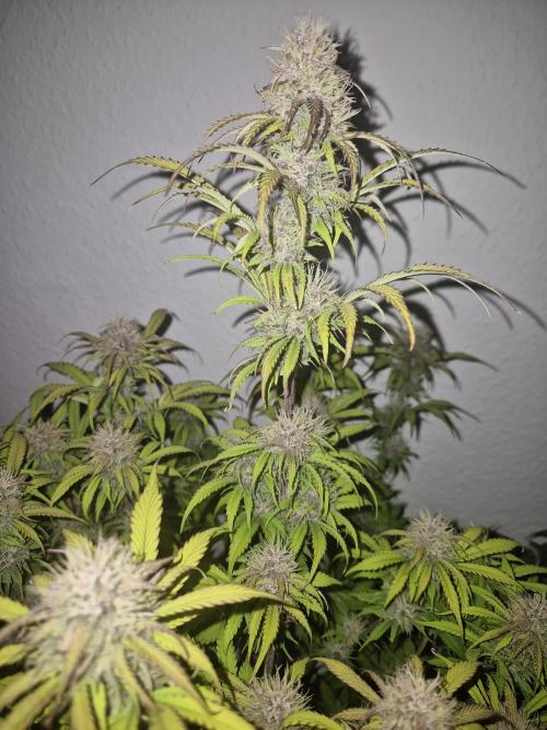 Kings Juice x Kings Kush - GreenHouse Co. Week 8