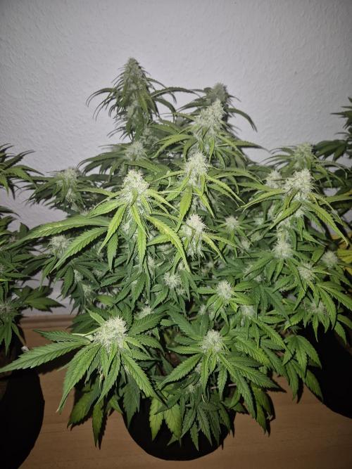 Kings Juice x Kings Kush - GreenHouse Co. Week 8
