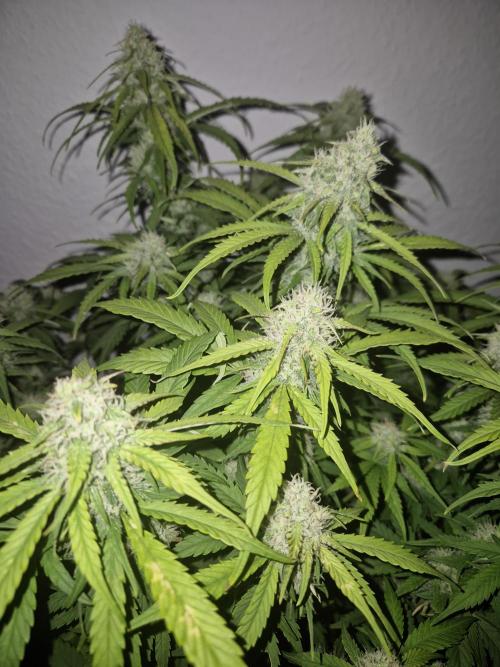 Kings Juice x Kings Kush - GreenHouse Co. Week 8