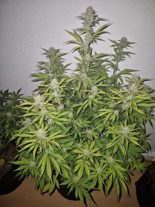 Kings Juice x Kings Kush - GreenHouse Co. Week 8