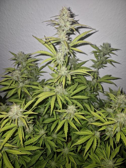 Kings Juice x Kings Kush - GreenHouse Co. Week 8