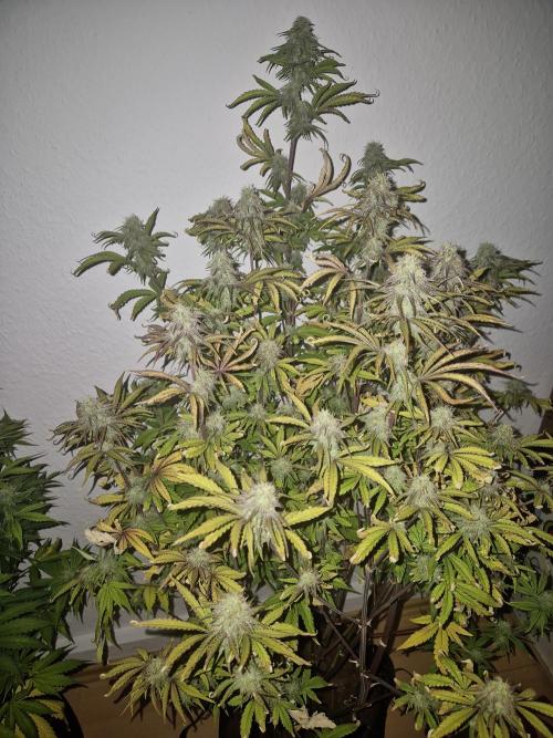 Kings Juice x Kings Kush - GreenHouse Co. Week 8