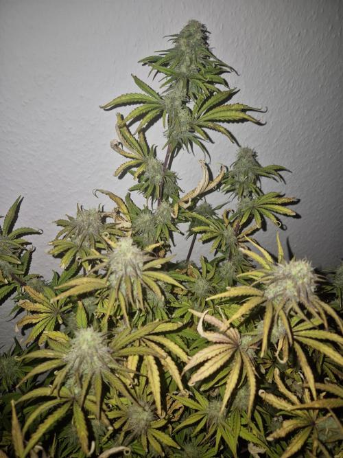 Kings Juice Auto. Week 8
