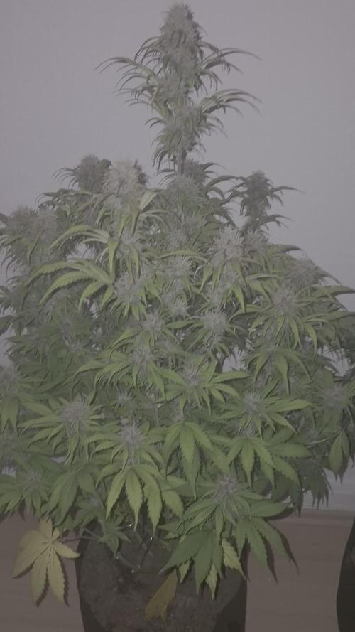 Kings Juice Auto. Week 8