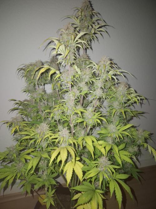 Kings Juice x Kings Kush - GreenHouse Co. Week 9