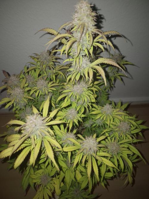 Kings Juice x Kings Kush - GreenHouse Co. Week 9