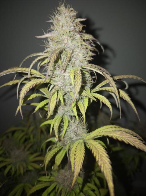 Kings Juice x Kings Kush - GreenHouse Co. Week 9