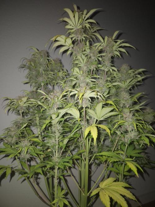 Kings Juice x Kings Kush - GreenHouse Co. Week 9