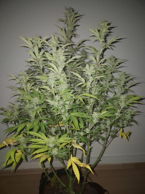 Kings Juice x Kings Kush - GreenHouse Co. Week 9