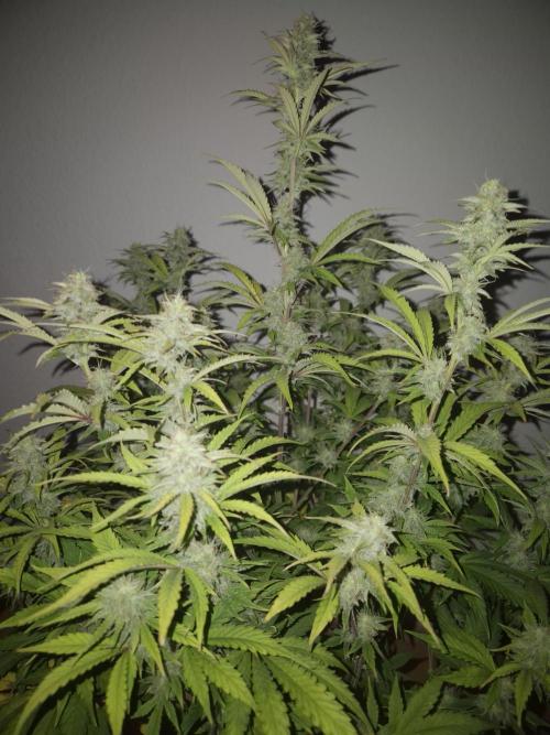 Kings Juice x Kings Kush - GreenHouse Co. Week 9