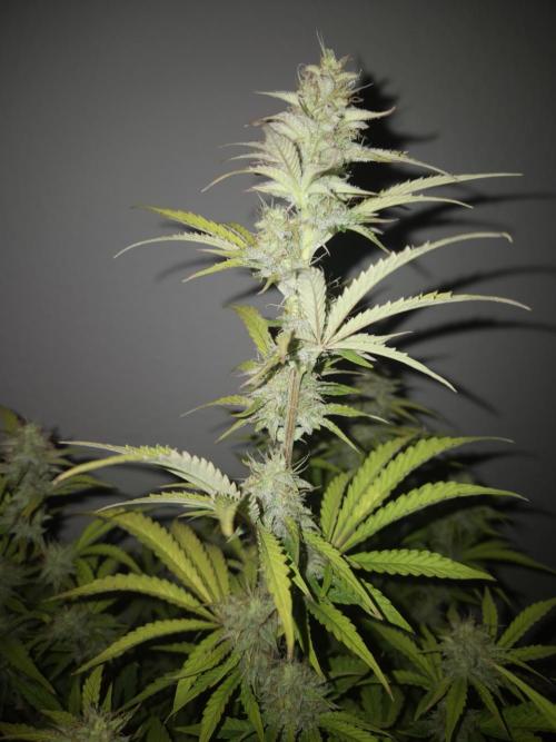 Kings Juice x Kings Kush - GreenHouse Co. Week 9