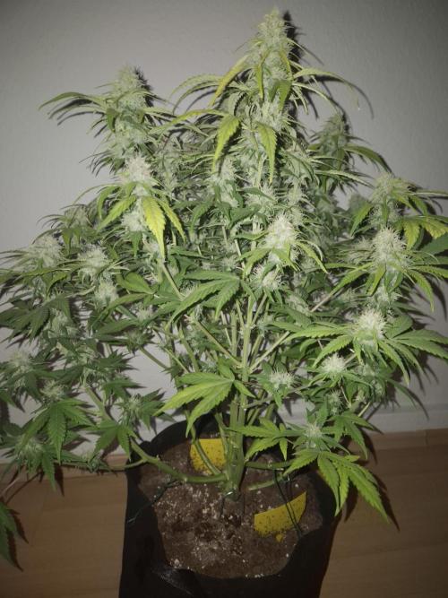 Kings Juice x Kings Kush - GreenHouse Co. Week 9