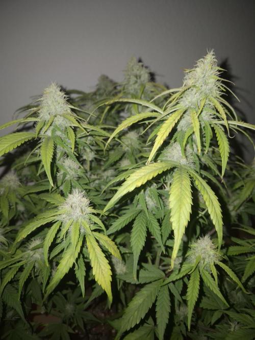 Kings Juice x Kings Kush - GreenHouse Co. Week 9