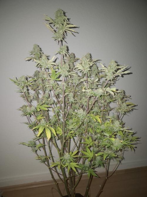 Kings Juice x Kings Kush - GreenHouse Co. Week 9