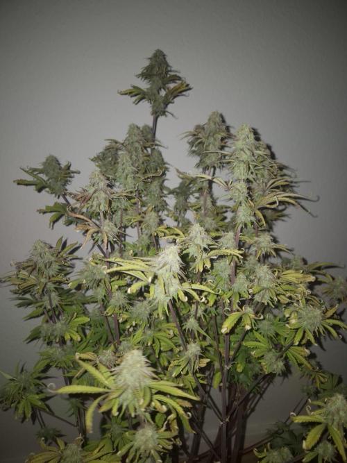 Kings Juice x Kings Kush - GreenHouse Co. Week 9