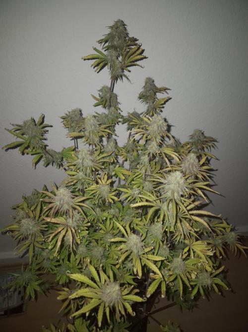 Kings Juice x Kings Kush - GreenHouse Co. Week 9