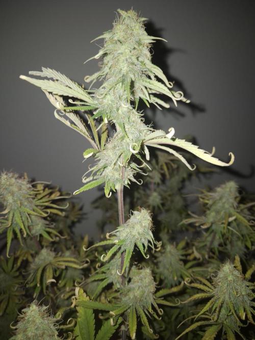 Kings Juice x Kings Kush - GreenHouse Co. Week 9
