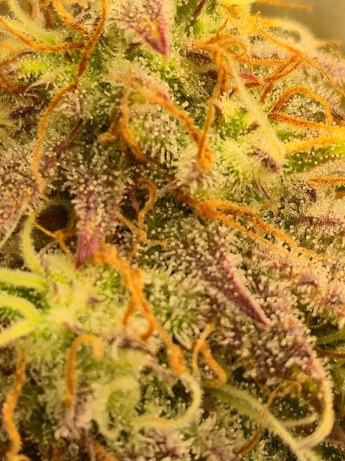 Kings Juice x Kings Kush - GreenHouse Co. Week 9