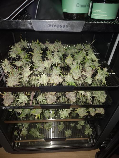 Kings Juice x Kings Kush - GreenHouse Co. Week 10
