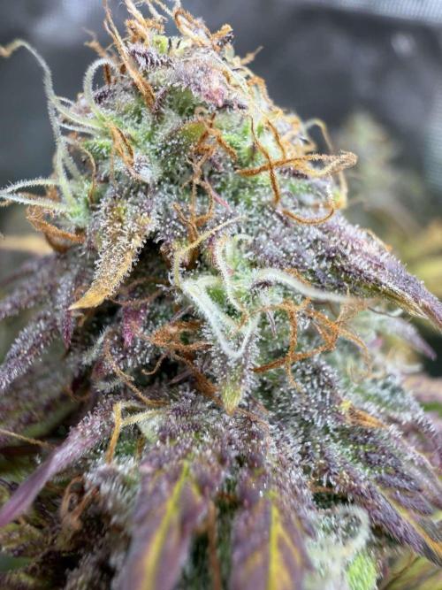 Kings Juice x Kings Kush - GreenHouse Co. Week 10