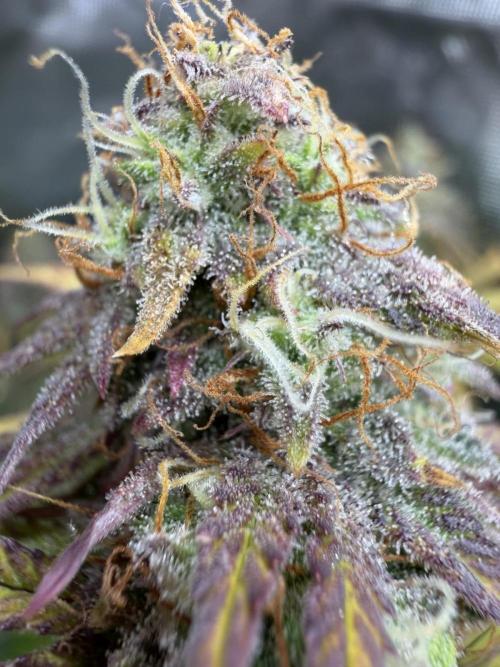 Kings Juice x Kings Kush - GreenHouse Co. Week 10