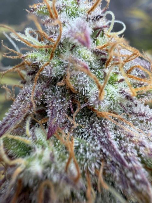 Kings Juice x Kings Kush - GreenHouse Co. Week 10