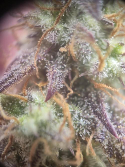 Kings Juice x Kings Kush - GreenHouse Co. Week 10