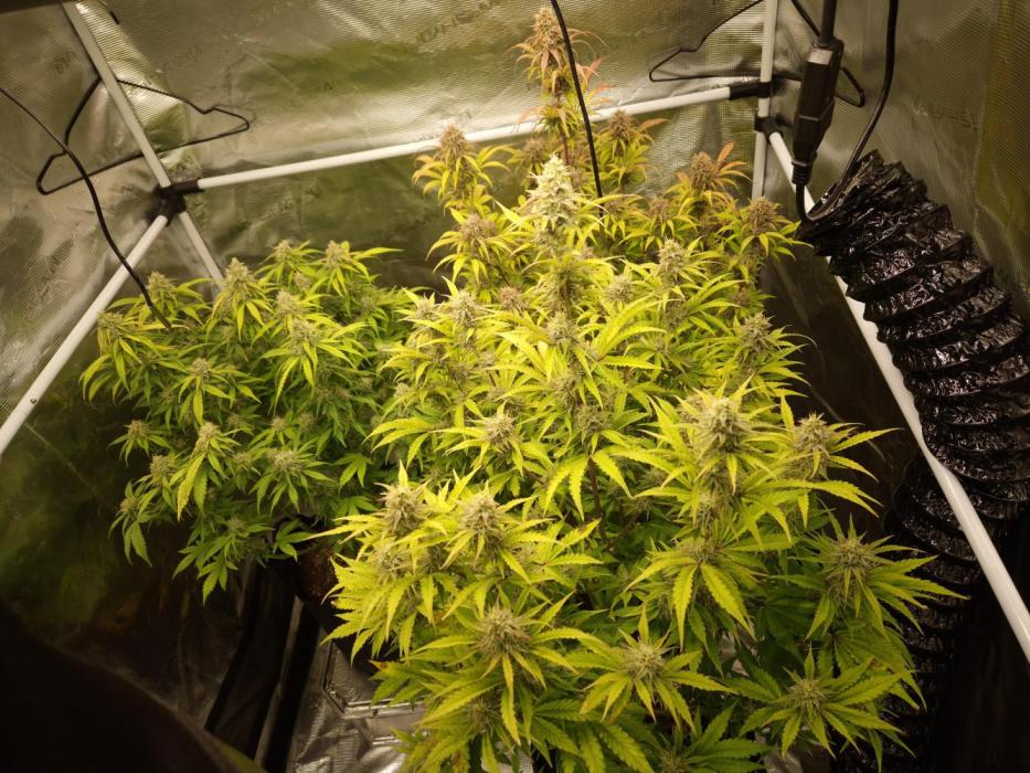Kings Juice x Kings Kush - GreenHouse Co. Week 11