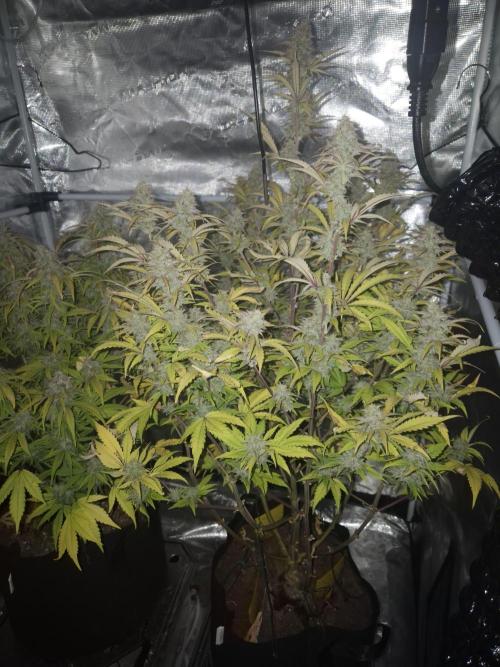 Kings Juice x Kings Kush - GreenHouse Co. Week 10