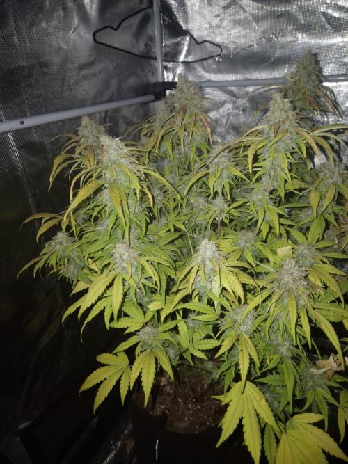 Kings Juice x Kings Kush - GreenHouse Co. Week 10